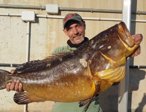 Captura de un Mero de 15,7 kilos pescado con pata de pulpo